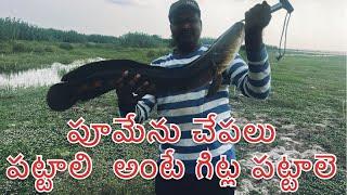 ఈ   సిరీ ఏకంగా   10   పూమేను  చేపలు  పట్టిన0 @ N mart fishing tackle Sangareddy