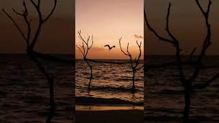 White maakana flies in the sunset in Maldives Islands