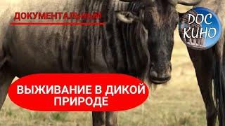  ВЫЖИВАНИЕ В ДИКОЙ ПРИРОДЕ ДОКУМЕНТАЛЬНОЕ КИНО  2015