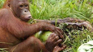 A Young Orangutan Turns to Coconut Theft