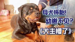 老徐懵了！罗威纳母犬怀胎65天，肚子里幼崽离奇消失！