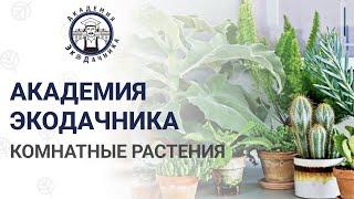 ЗДОРОВЫЕ И ЦВЕТУЩИЕ КОМНАТНЫЕ РАСТЕНИЙ С БИОПРЕПАРАТАМИ | 2 ЛЕКЦИЯ | АКАДЕМИЯ ЭКОДАЧНИКА