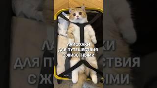 КАК ОТДЫХАТЬ С ПИТОМЦЕМ? 