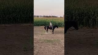 Ripleys no handed stop!! #jkkblackberry #horse #equestrian #barrelracing #training