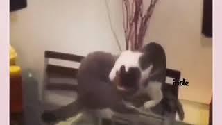 Кошка против кошки
