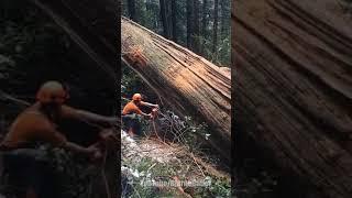 Bucking a MEGA cedar log | WoodBoss.ca