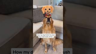 The cutest dog toy ever! #dog #goldenretriever #puppy