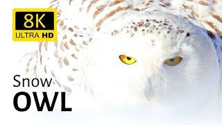 stunning shots of a snow owl in the wild 8K [Ultra HD]