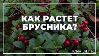 Как растет брусника? | toNature.Info