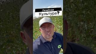 ЛЕЧЕБНАЯ КУЛЬТУРА! РАСТОРОПША! #фермер #сельскоехозяйство #растениеводство #фермерство #agro