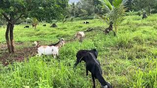 Maswerte Ang Kambing Ang Daming Damo Tiyak Mapaparami natin sila Dito sa ilalim ng mga Niyogan