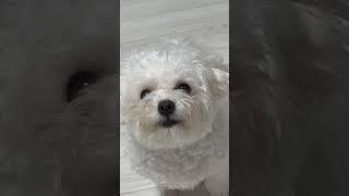常常碎碎念的boki🫣跟爸爸一樣 #강아지 #dog #寵物狗狗精選 #比熊犬 #말티즈 #puppy #狗狗日常 #반려견 #댕댕이 #cute