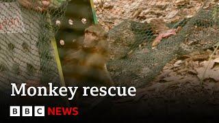 Monkey rescued from online monkey torture ring released into wild | BBC News