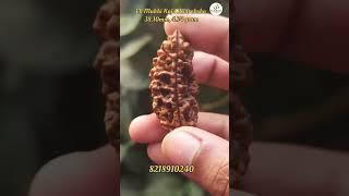 Ek Mukhi Kaju Rudraksha #om #astro #rudraksha #shiv #rudra #astrology #rudraksh #viral #shorts