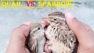 Quail VS sparrow Flying competition || Mian inventions