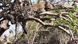 Leopardess up on the tree while watching some impalas feeding.