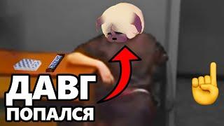 История как DAWG и Алисон воровали