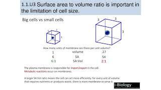 IB Biology: 1.1 Introduction to Cells