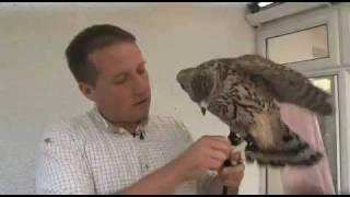 How to make jesses in falconry