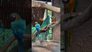 Macaw birds in USA, 100 years life time cost ₹6 lakhs, USA lo pets #macaws #usa #trending