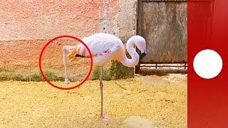 Flamingo in Brazil receives new prosthetic leg