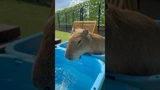 Bath time #capybara #cappiness #capybaracafe