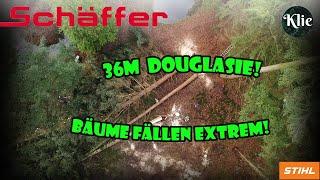 36 METER DOUGLASIE FÄLLEN! - BAUMFÄLLUNG IM PARK! | Haus- Hof- & Gartenservice Klie