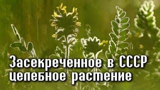 Трава ЖИЗНИ, засекреченная Сталиным