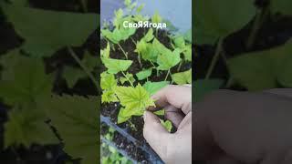Размножение смородины! черенкование смородины летом! #ежевика #садоводничество #сад #смородина