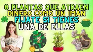 8 Plantas que Atraen Dinero Como un Imán - Fíjate si tienes una de ellas