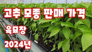 고추모종 판매 가격 2024 괴산청결고추 괴산고추 한국농약백화점 고추 육묘장에서 알려주는 가격 심는시기 구입방법  풀뿌리농장 [고추재배방법]