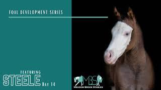 Foal Development Series - Steele - Day 14