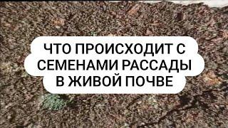 Живая Почва больные семяна рассады