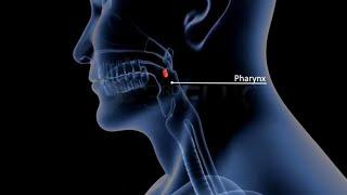 Anatomy of Respiratory system - Nasal cavity, Pharynx and Larynx - آناتومی بینی ، حلق ، حنجره