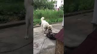 Beyaz Kafkas çoban köpeği