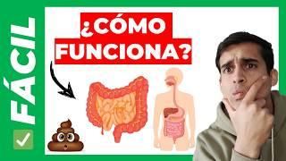 FUNCIONAMIENTO del SISTEMA DIGESTIVO (fácil) Como es