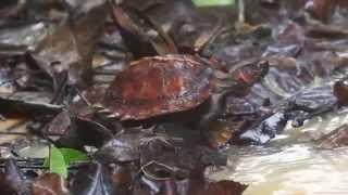 Spiny Turtle or Spiny Hill Terrapin, Spiny Terrapin in Singapore