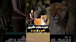 نتیجه جفت گیری شیر نر و ببر ماده