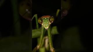 My Wildlife Photos Day 17: Praying Mantis