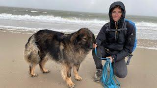 Hundeparty am Strand