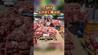 삼산농산물도매시장/ 마늘 출하시기 ~^ 힐링여행