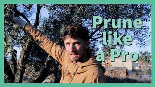 Olive Tree Pruning in Spain: a Pro’s Approach