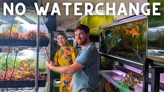 NO WATERCHANGE Fish Room Setup! FULL TOUR w/@duthieaquatics