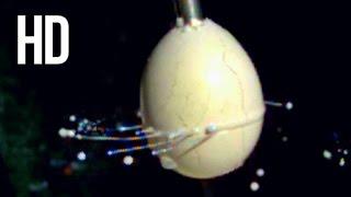 Egg and Milk Experiment at 4,000 fps HD! - Slow Mo Lab - Slow Mo Science Experiments