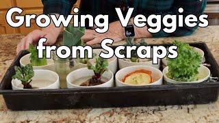 Growing Veggies from Scraps