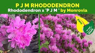 P J M  RHODODENDRON | Rhododendron x 'P J M ' By Monrovia