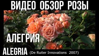 Обзор розы Алегрия( Флорибунда) - Alegria (De Ruiter 2007)