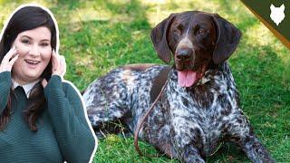 ARE GERMAN SHORTHAIRED POINTER GOOD FOR FIRST TIME OWNERS