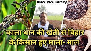 Black Rice Farming - काले चावल की खेती से हो रहे बिहार के किसान मालामाल - कम लगत में जयादा मुनाफा !