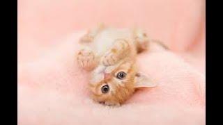 cute cats videos  by cute videos/beautiful cats//nutty cats